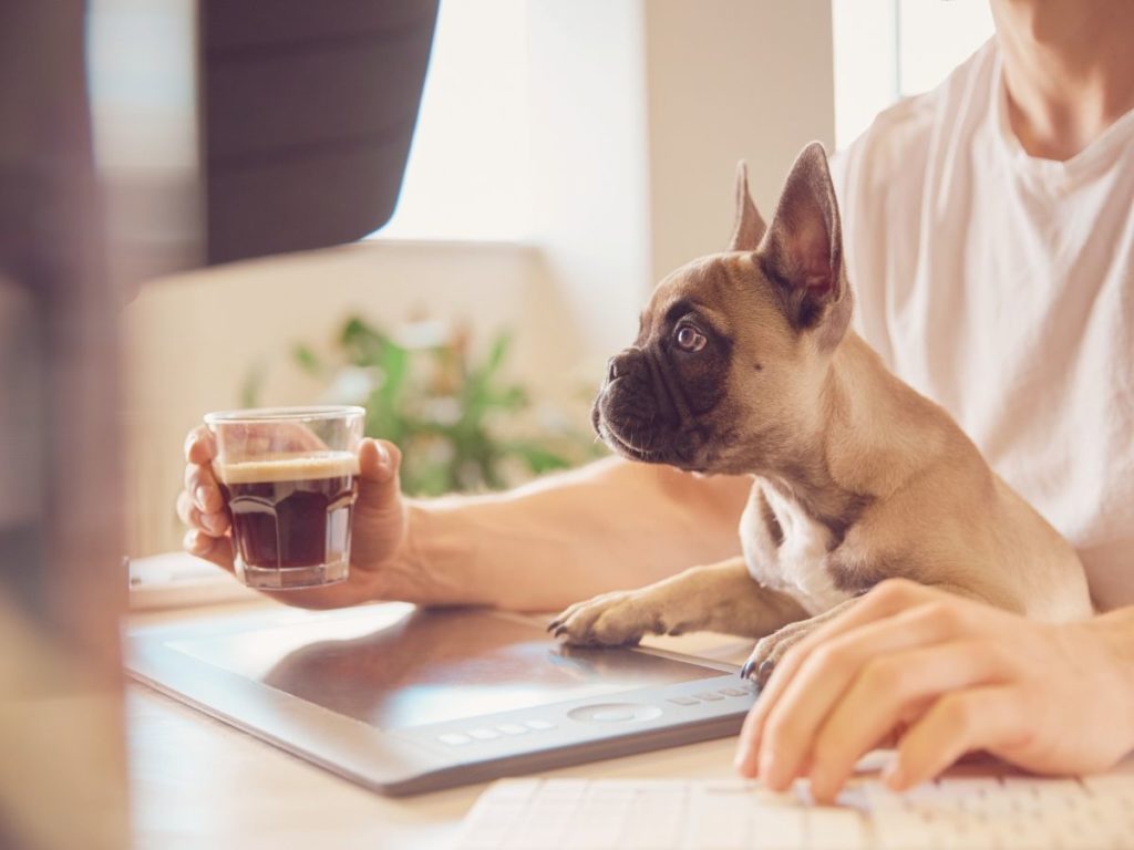 Person doing a holistic therapy session on a laptop with a pug sitting on their lap.