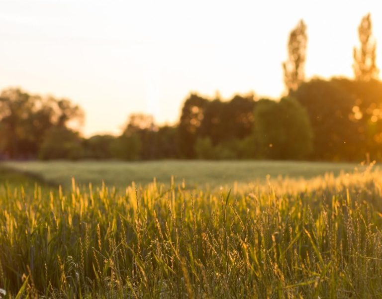 Photo of Los Angeles nature, green grass, brown weeds, sunset.