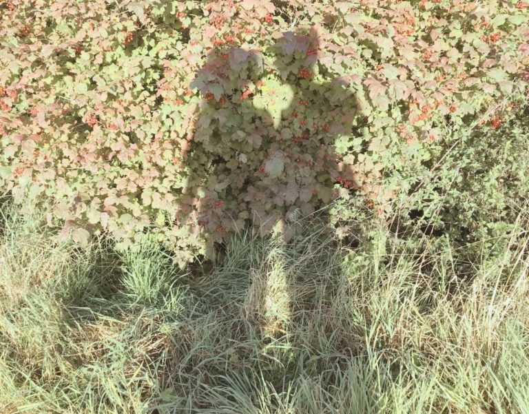 A shadow of a secure couple in Los Angeles. Couple looks securely attached and shadow is in green grass