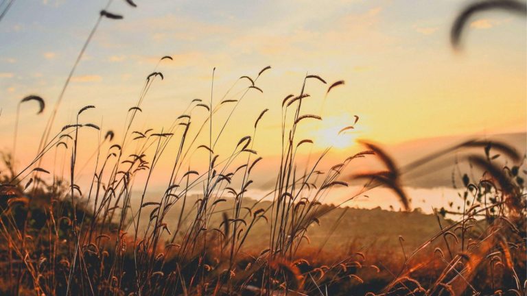 Landscape of Los Angeles horizon. Green and brown grass and twigs. Picture is peaceful and relaxing and therapeutic environment to heal from complex ptsd