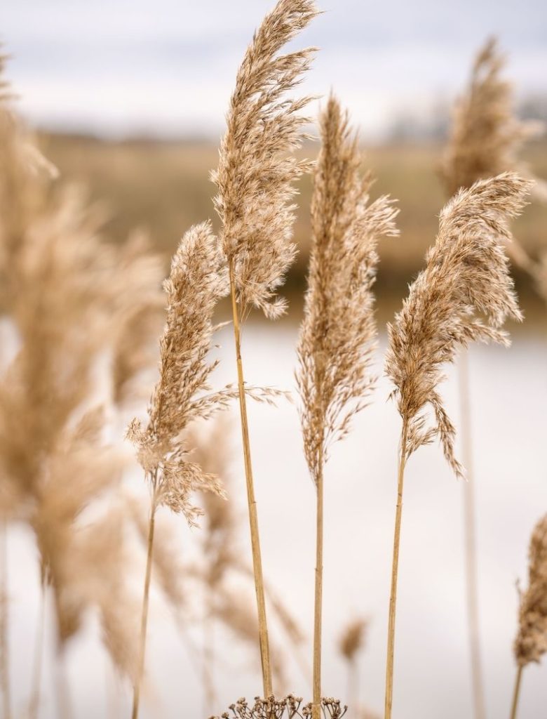 brown pampas in los angeles. relaxing for trauma therapy in los angeles, blowing in wind.