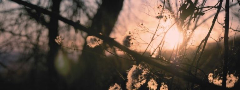 Serene Los Angeles landscape with tree branches, symbolizing peace and tranquility in trauma therapy.