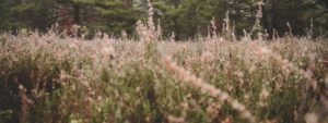 A serene meadow with brown brush and lavender in Los Angeles, symbolizing healing and tranquility through therapy.