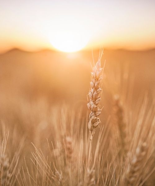 Sunlit wheat field at sunrise, representing personal growth and healing from toxic family dynamics through trauma therapy in Los Angeles