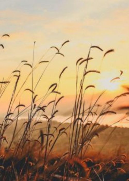 Landscape of Los Angeles horizon. Green and brown grass and twigs. Picture is peaceful and relaxing and therapeutic environment to heal from complex ptsd