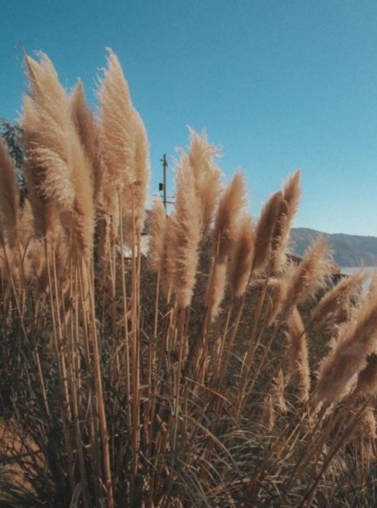 Los angeles therapy nature, brown pampas, blue sky.