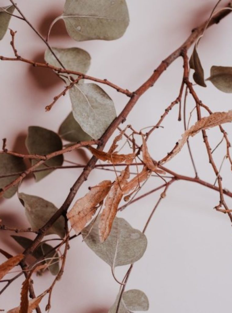 houseplant branches in a relaxing holistic trauma therapy office in los angeles.