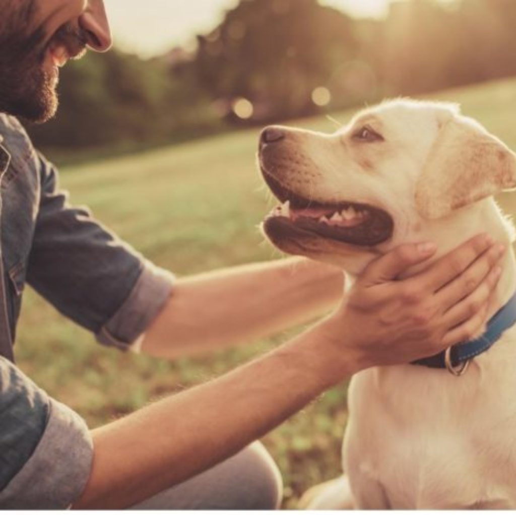 holistic anxiety therapy in los angeles with animals. man in dark shirt petting a golden retriever dog with two hands.